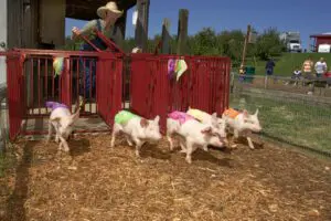 Pig Races Millstadt Farm