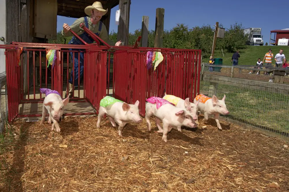 Pig Races Millstadt Farm