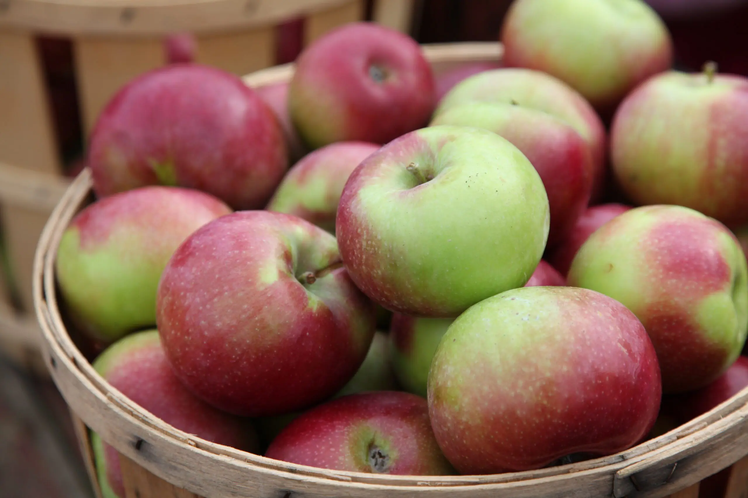 basket of fresh picked apples