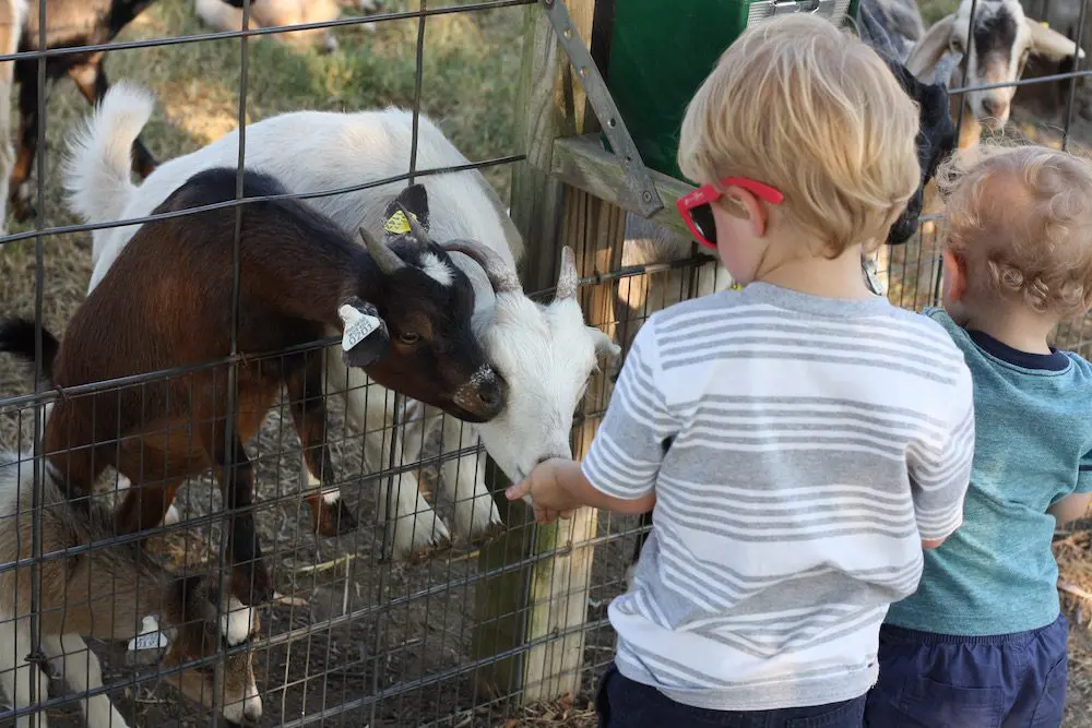 petting zoo kids - wtwo children petting the goats.