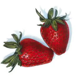 An illustration of 2 strawberries