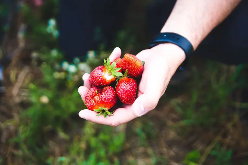 Hand Holding fresh picked Strawberries