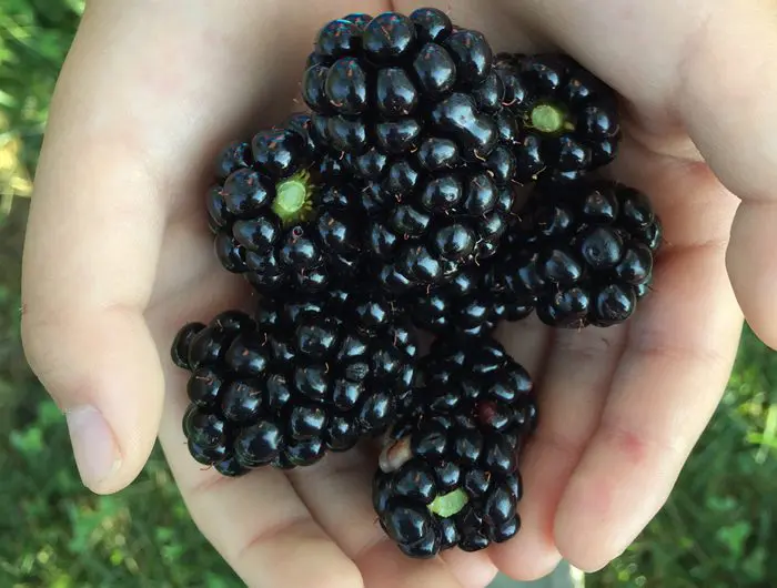 A picture of hands holding backberries close up in the field.