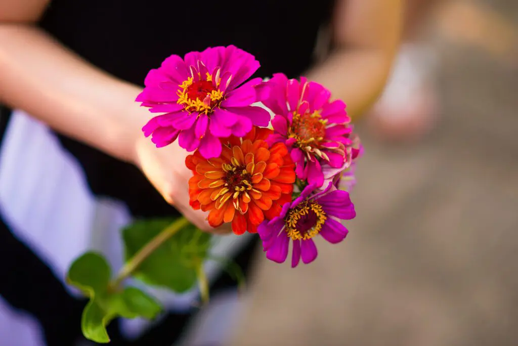 A picture of a woman holding zinna flowers