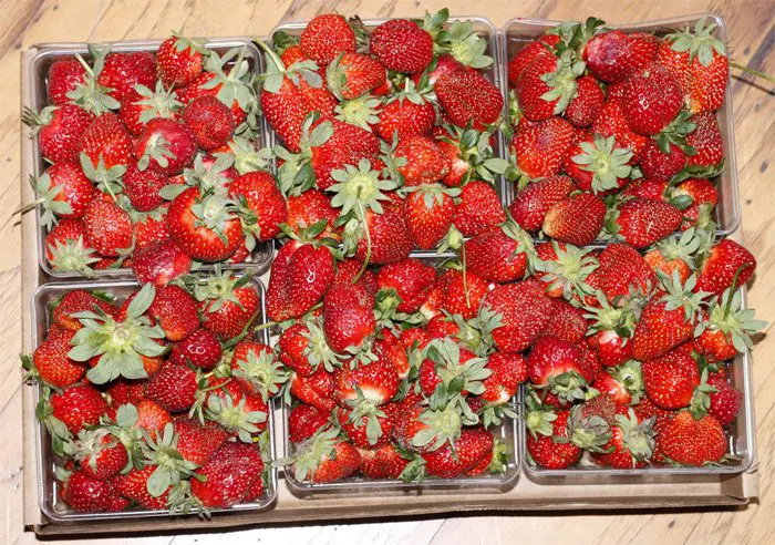6 containers of home grown strawberries