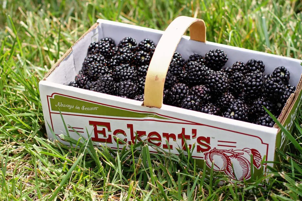 A picture of an Eckert's basket full of blackberries sitting on grass.