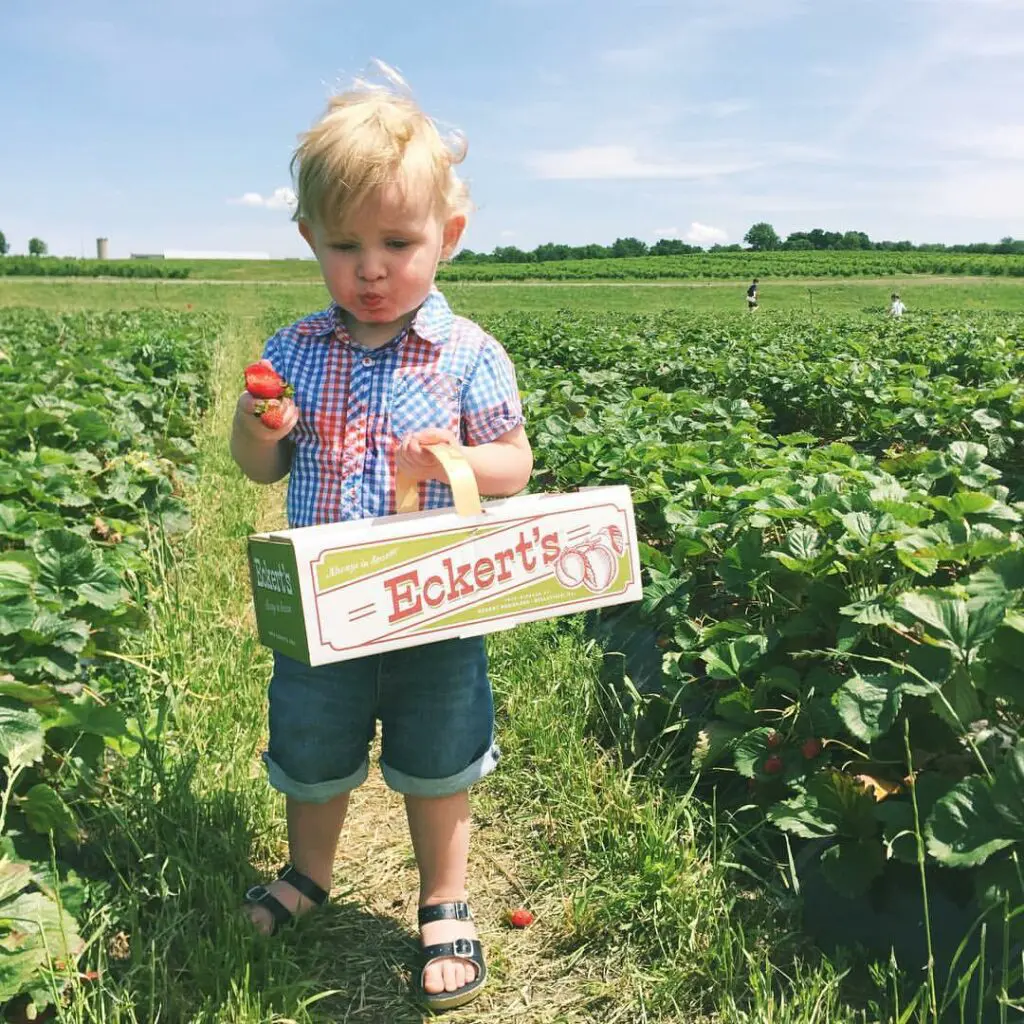 Pick Your Own Strawberry field. Small boy eating fresh picked strawberry holding Eckert's basket.