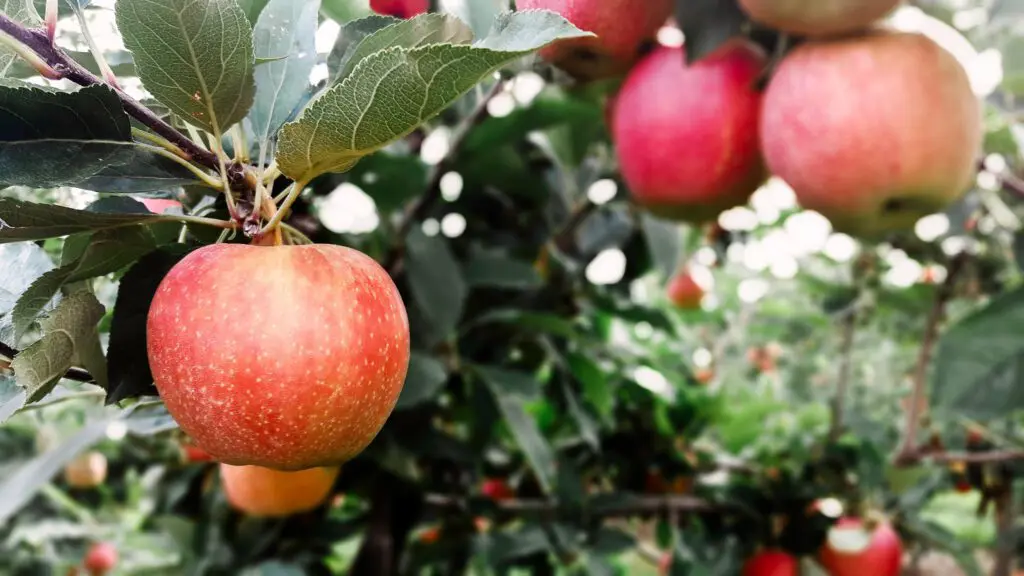 homegrown apples, close up on tree.