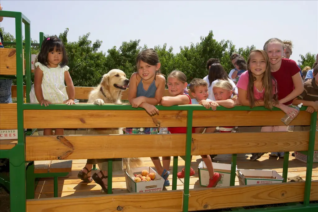 Kids riding a wagon to pick your own crops