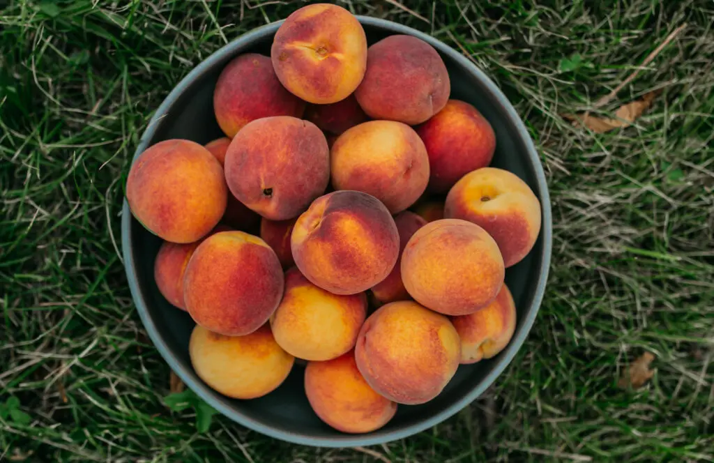 Eckert's Tree-Ripened Peaches