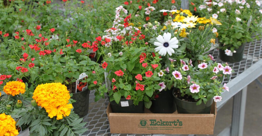 Plants from Eckert's