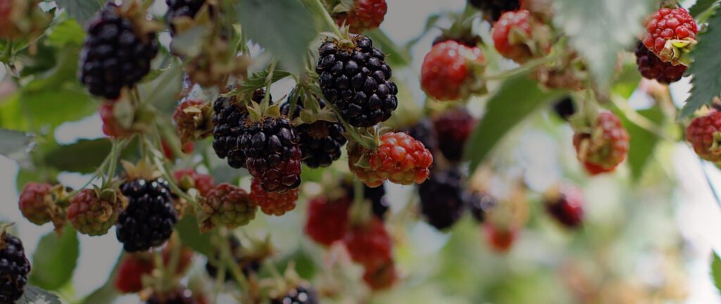 A picture of ripening blackberries