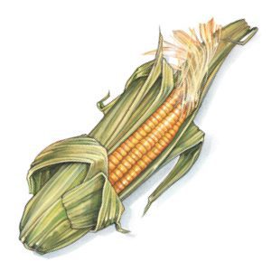 An illustration of corn