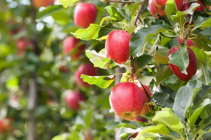 apples-on-trees.jpg