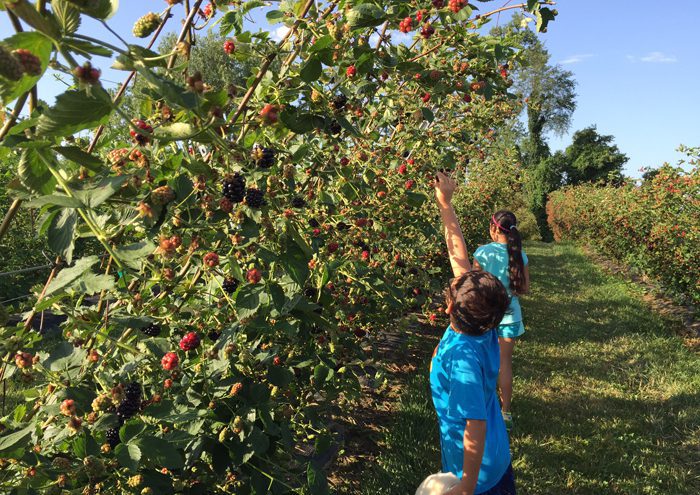 Pick Your Own Blackberries