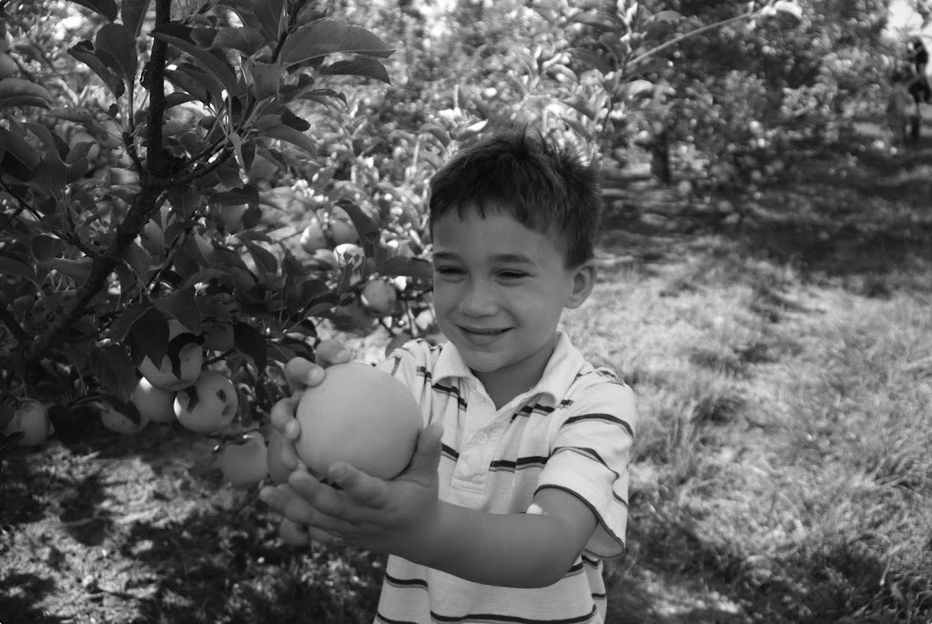 Picking Apples