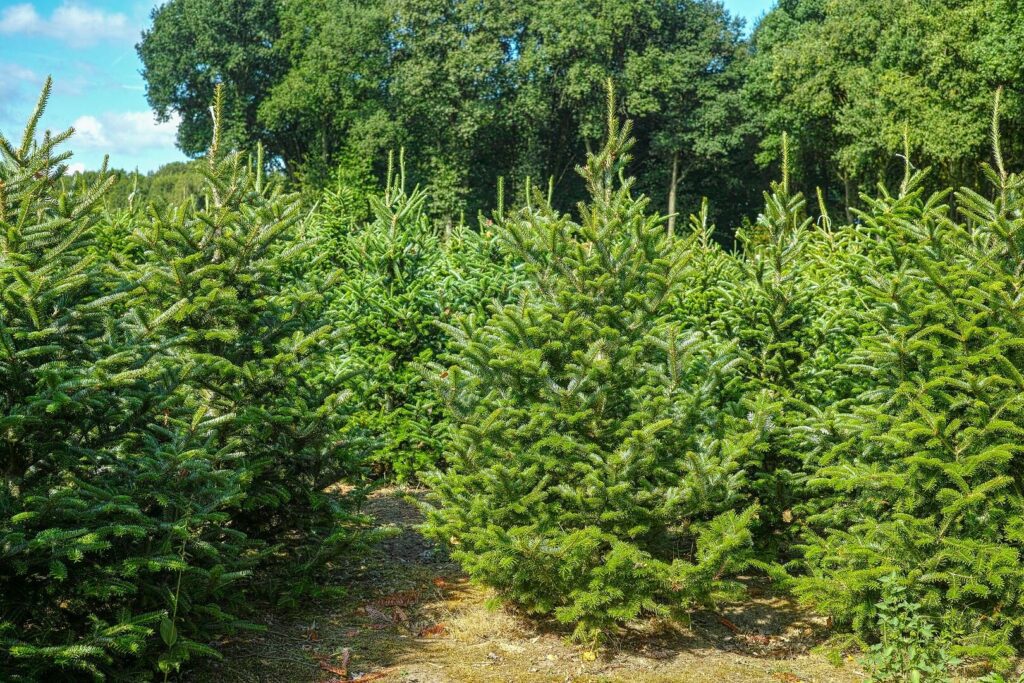 Christmas Tree Farm