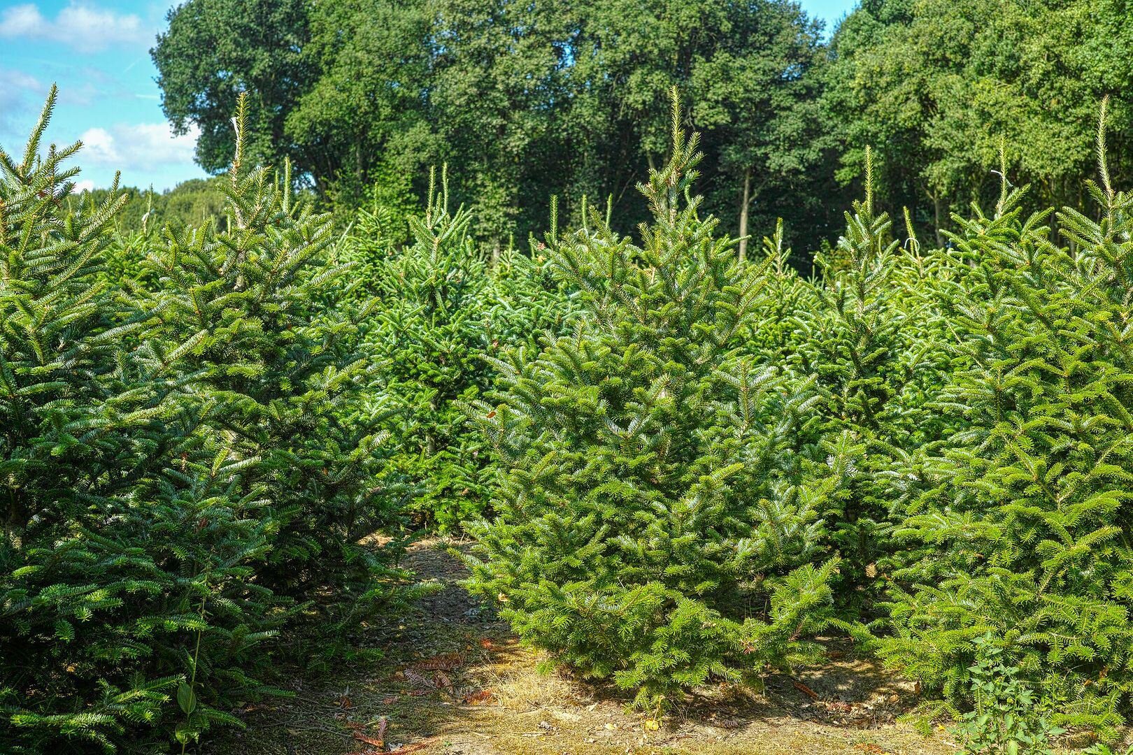 christmas-tree-farm.jpg