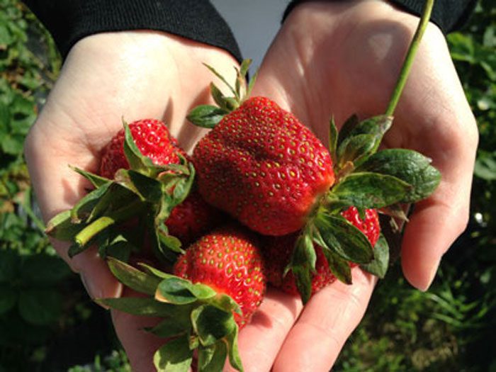 A picture of hands holding strawberries