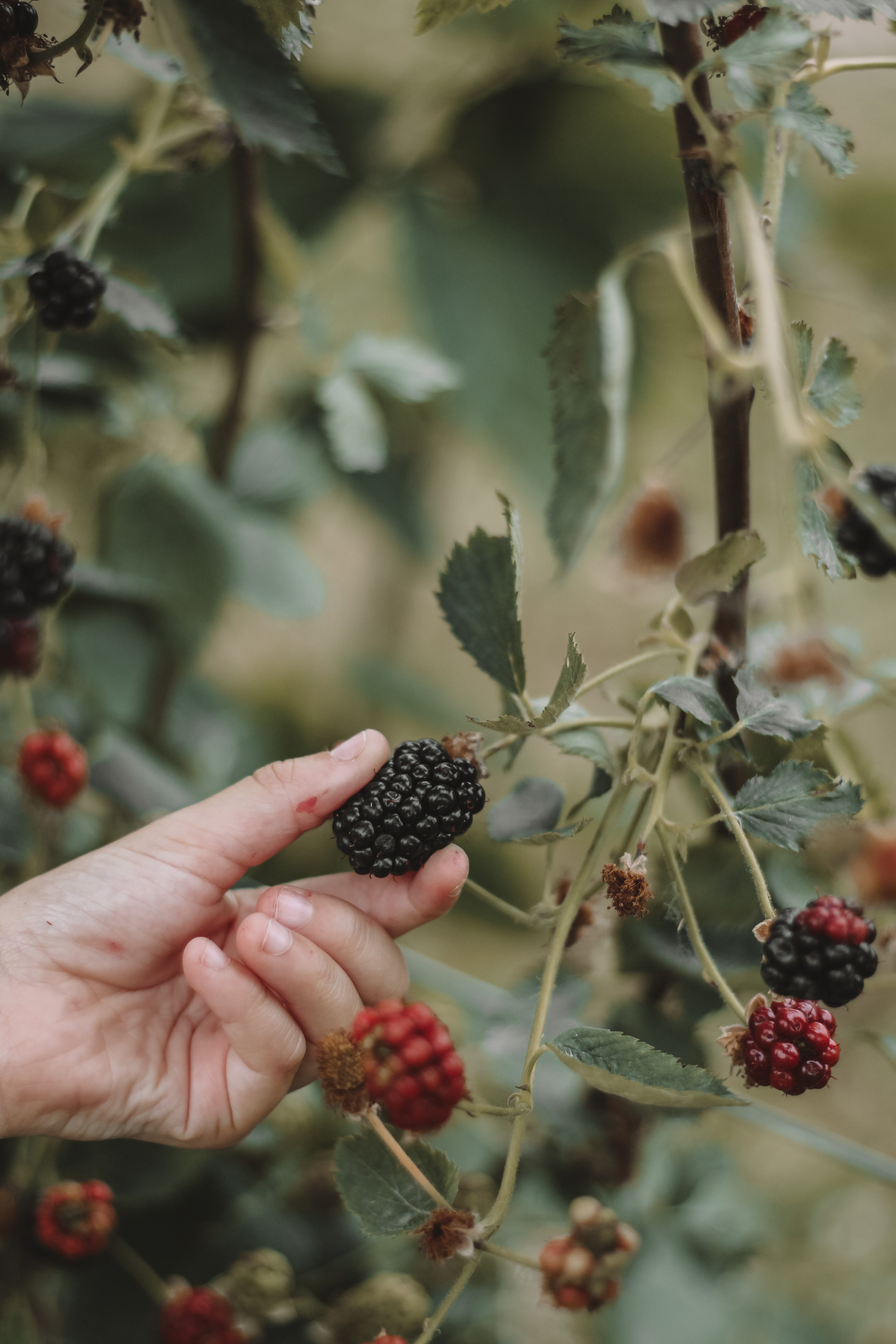 blackberry picking