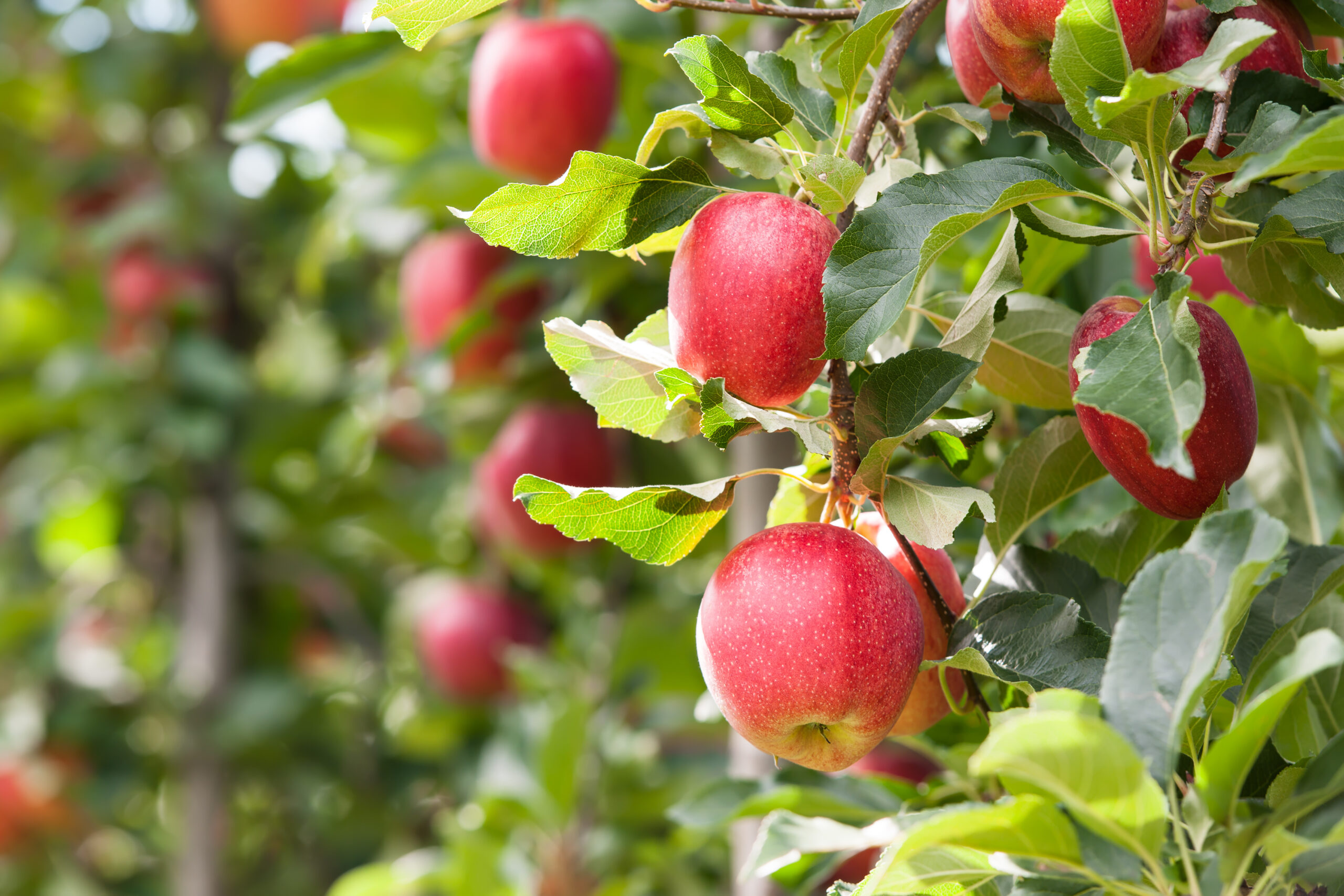 Bright red apples are hanging from lush green branches on an apple tree, ready to be picked.